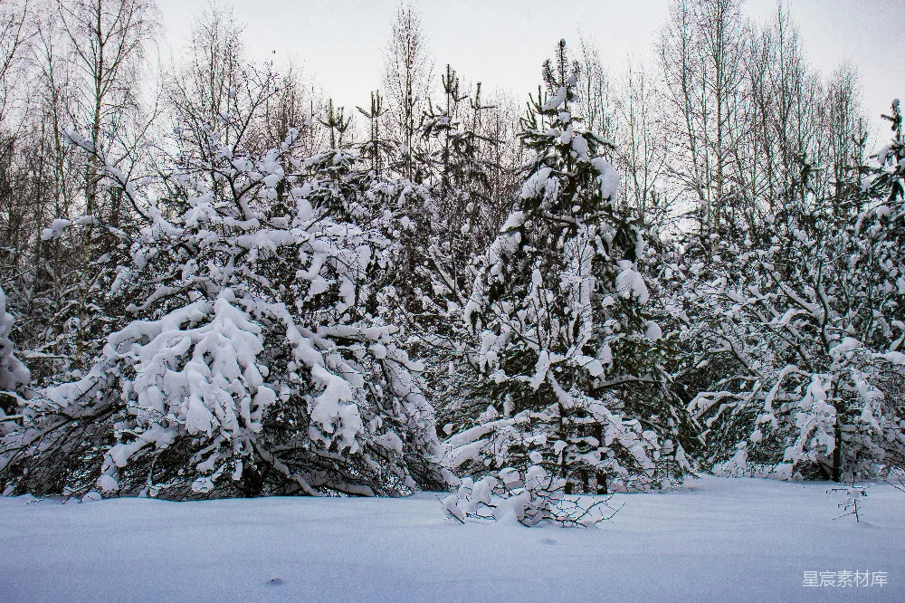 高清摄影 冬景 雪景 自然风光 松树 冬季 冬日雪景中的松林