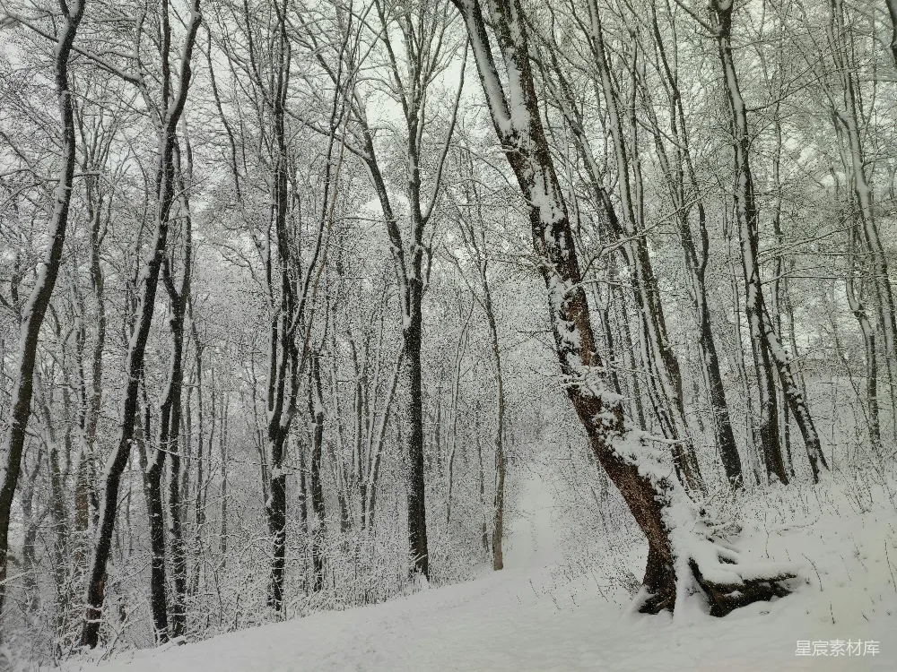 高清摄影 雪景 森林 冬季 自然 宁静 冬日雪林