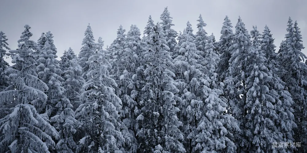 高清摄影 自然风光 冬季 雪景 森林 宁静 雪后的松树林