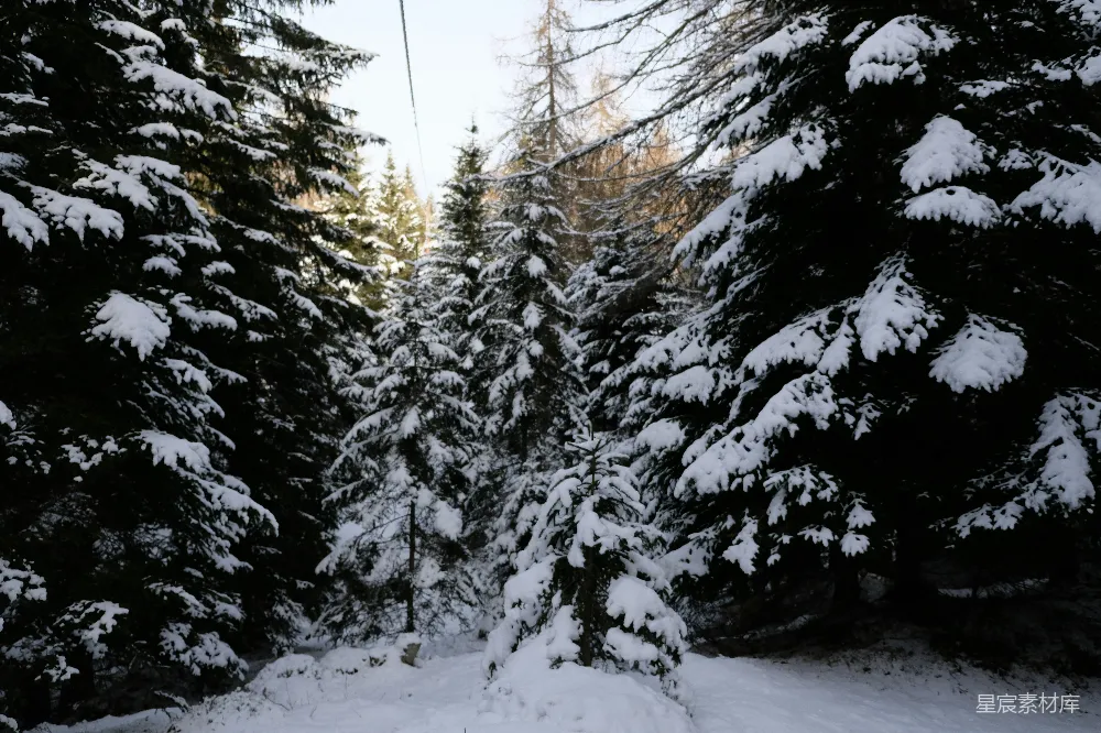 高清摄影 雪景 冬季 自然 森林 宁静 冬日雪林