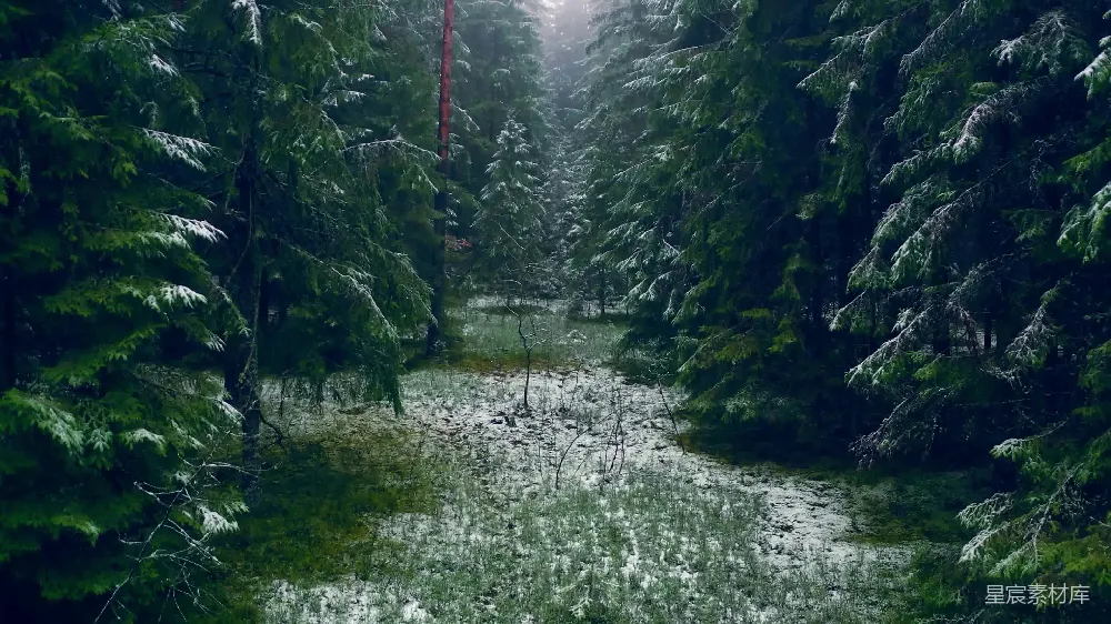 高清摄影 森林 雪景 自然 宁静 冬日 雪中的森林