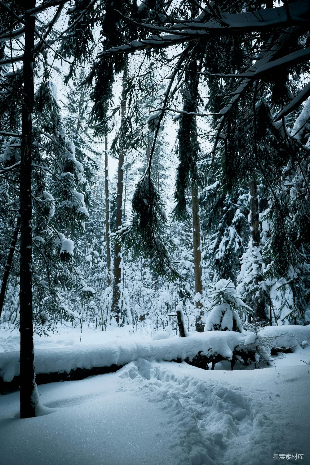 高清摄影 雪景 森林 宁静 冬季 自然 冬日森林的宁静