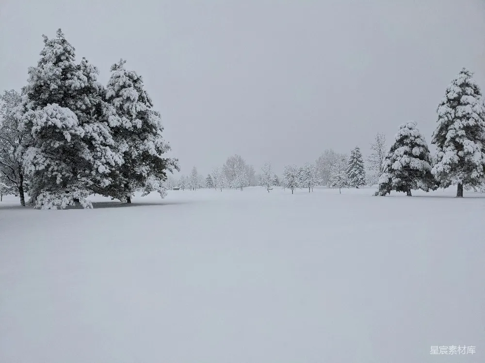 高清摄影 雪景 冬季 自然风光 宁静 冬日 雪后的宁静森林
