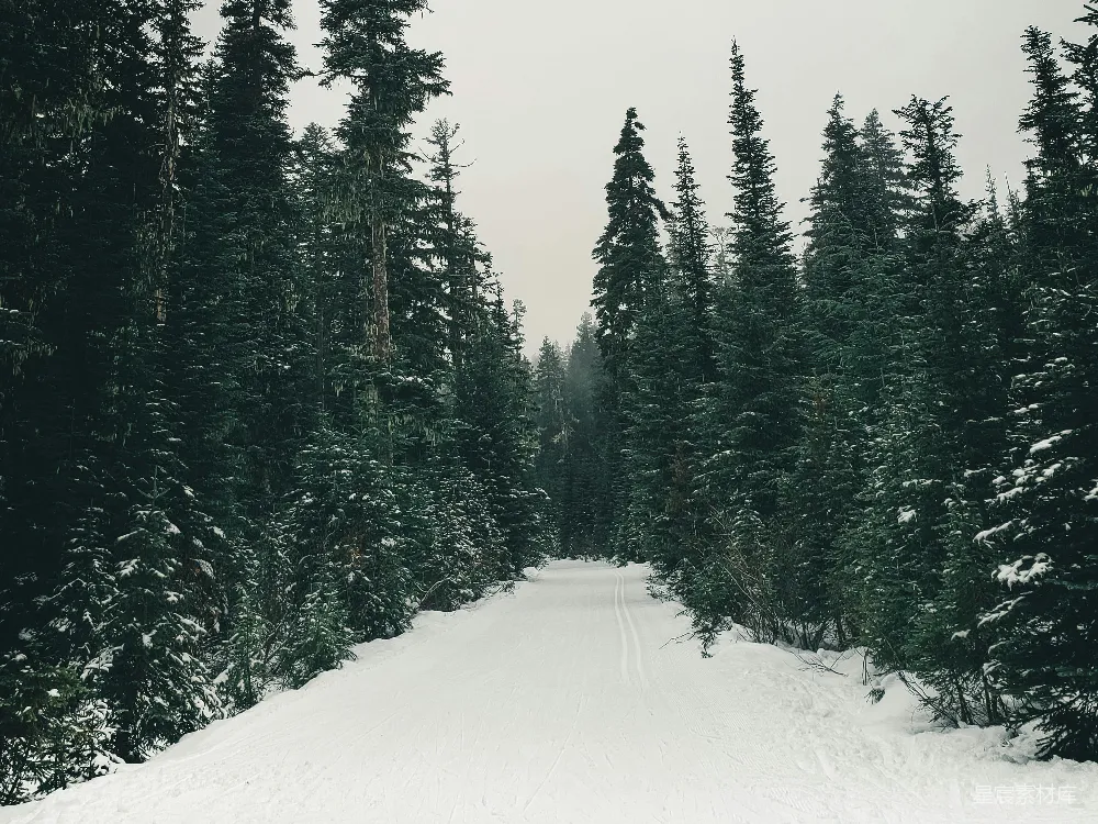 高清摄影 雪景 森林 自然 宁静 冬季 冬日雪林小径