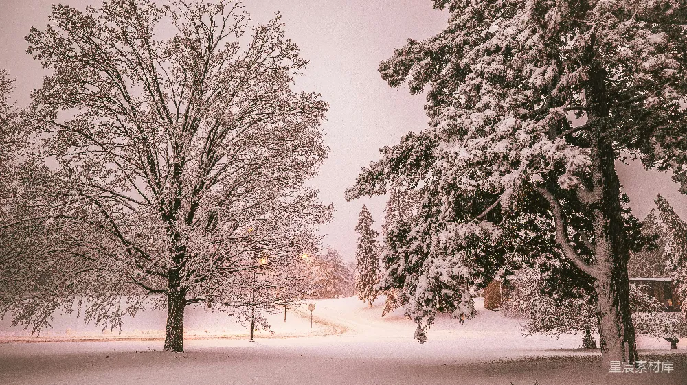 高清摄影 冬日 雪景 自然 宁静 风景 冬日雪景