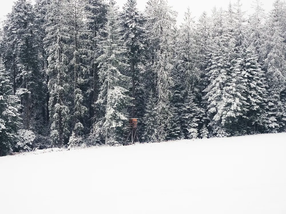 高清摄影 雪景 森林 宁静 自然 冬日 雪后的静谧森林