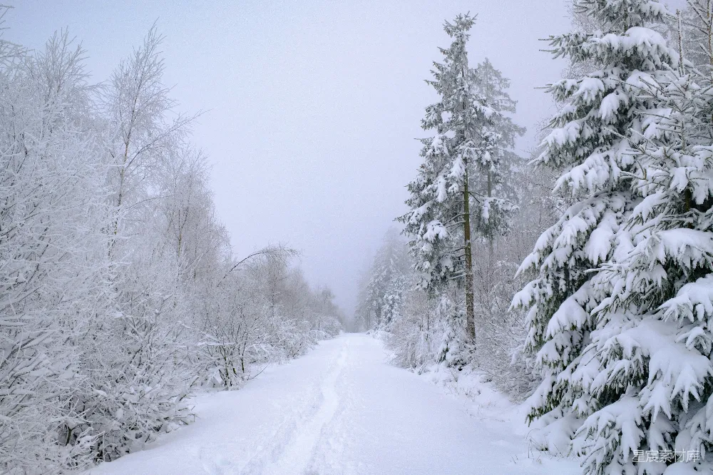 高清摄影 雪景 森林 自然 冬季 宁静 冬日雪景中的森林小径