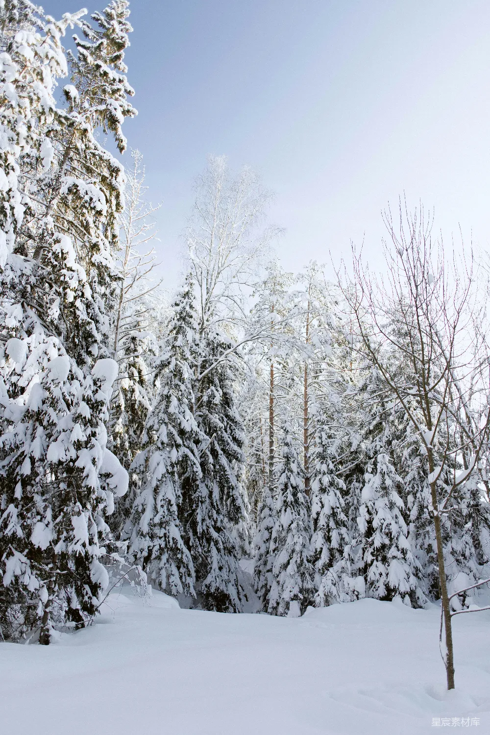 高清摄影 冬季 雪景 森林 自然 风景 冬日雪景中的森林小径