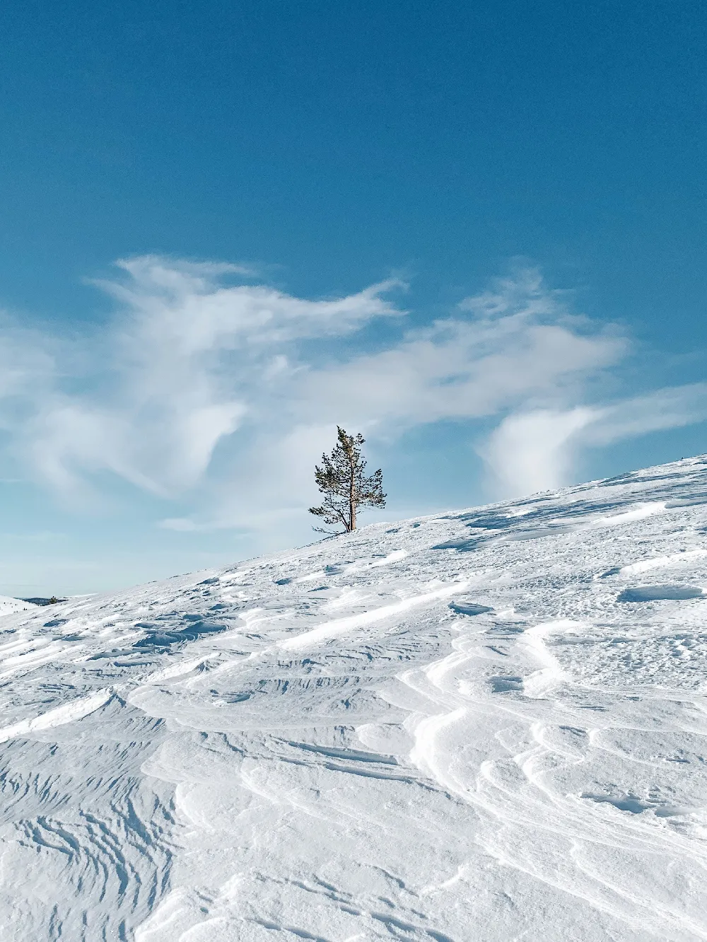 高清摄影 雪景 孤独 自然 冬季 风景 雪地孤松