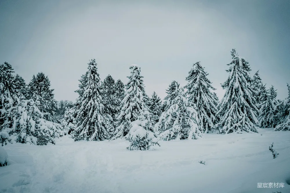 高清摄影 雪景 松树 冬季 自然风光 宁静 雪后松林
