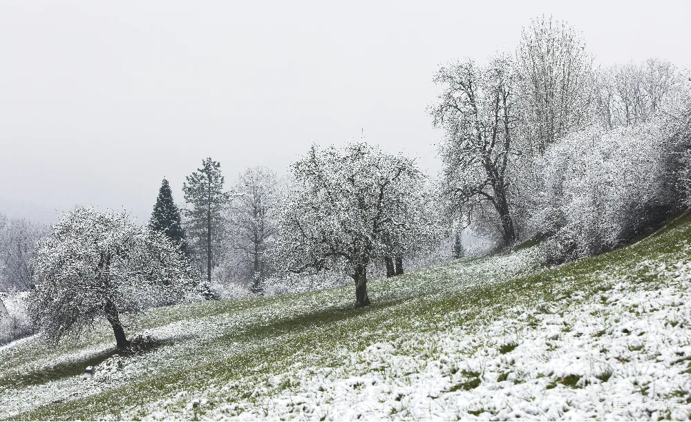 高清摄影 冬季 雪景 自然风光 乡村 宁静 冬日雪景中的静谧果园