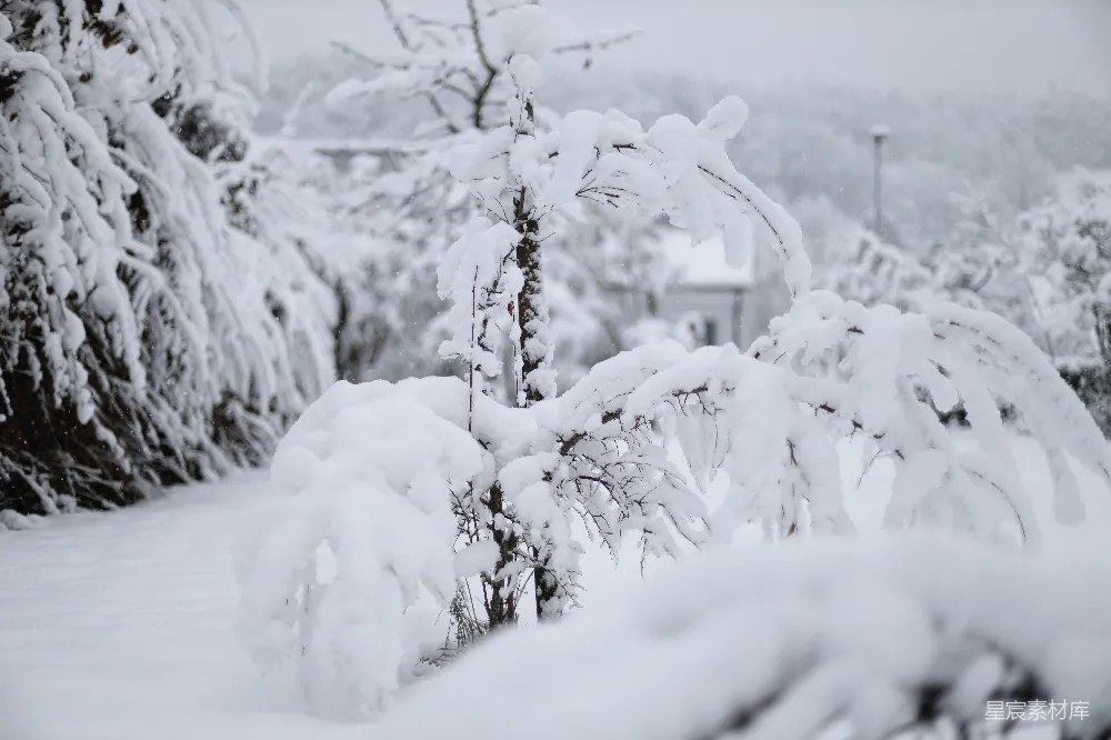 高清摄影 雪景 冬季 自然风光 户外 宁静 冬日雪景：树枝上的积雪