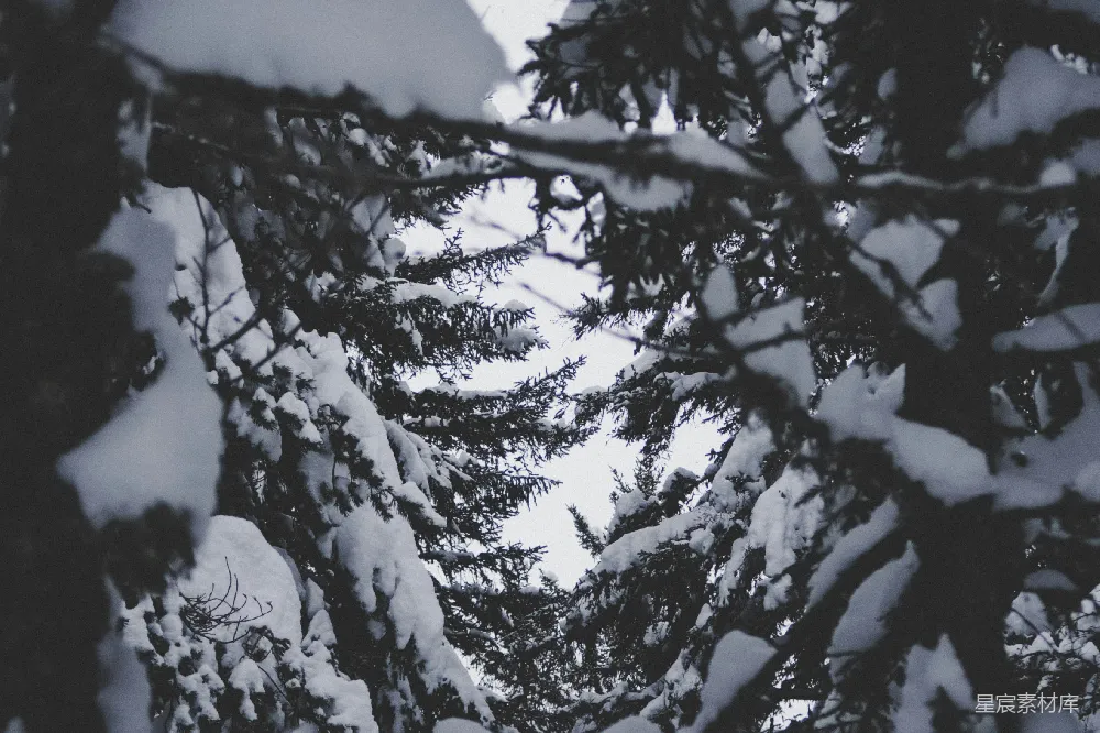 高清摄影 雪景 冬季 自然 森林 宁静 冬日松林