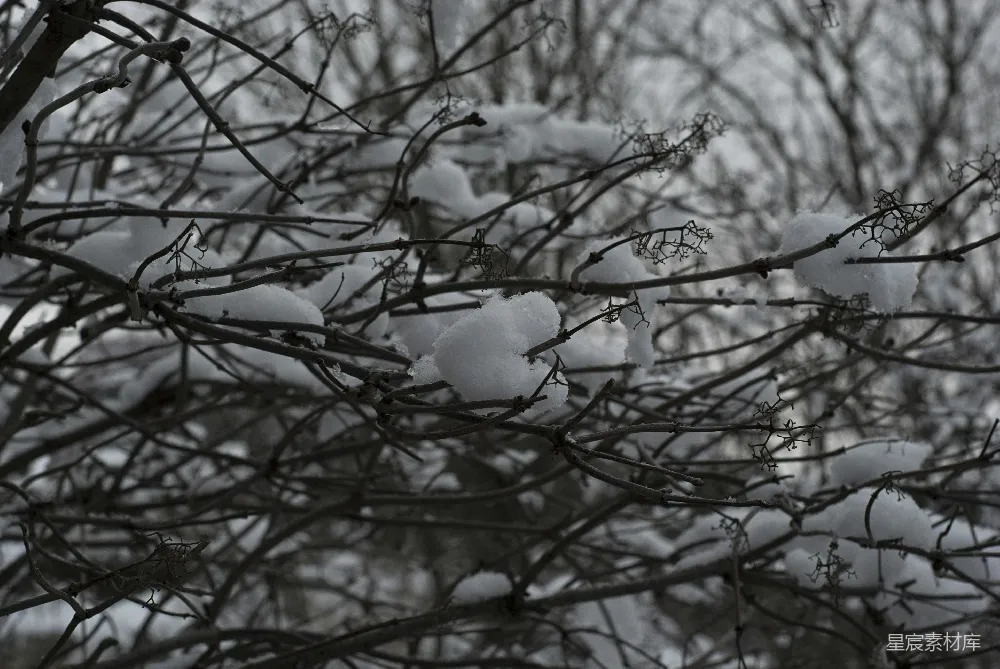 高清摄影 雪景 枯枝 冬季 自然 宁静 冬日雪景中的枯枝