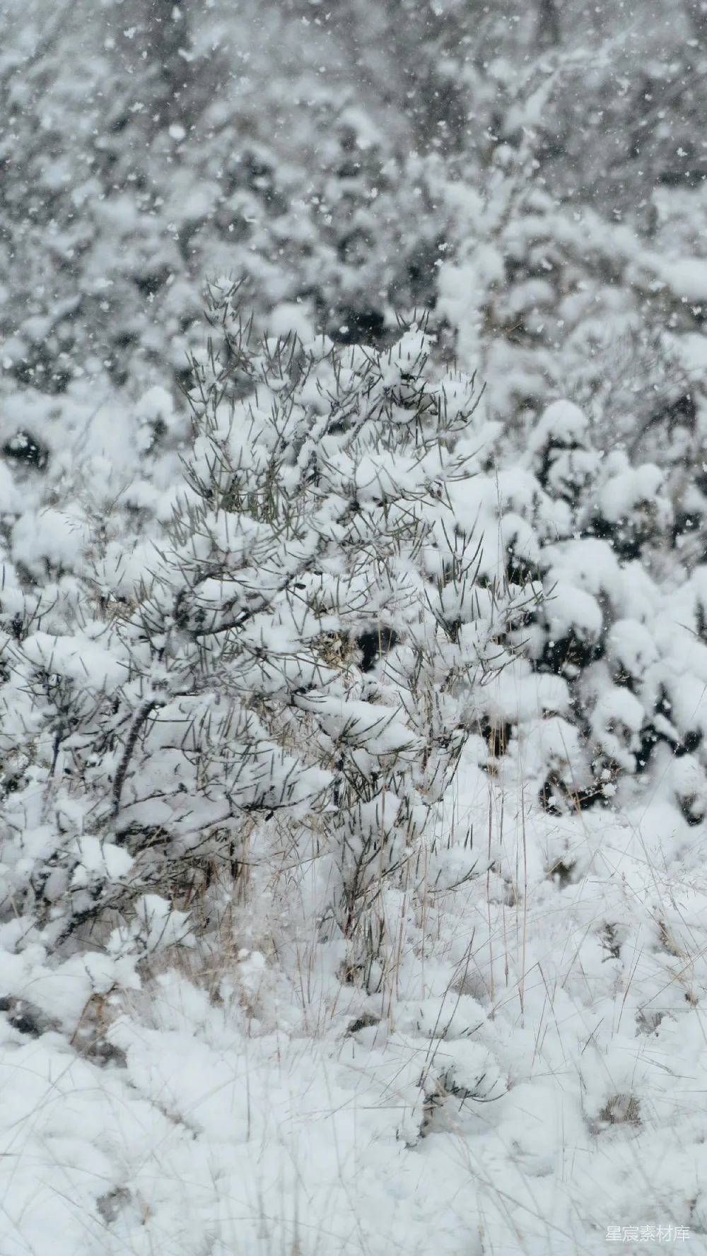 高清摄影 雪景 自然 冬季 松树 宁静 冬日雪景中的松枝