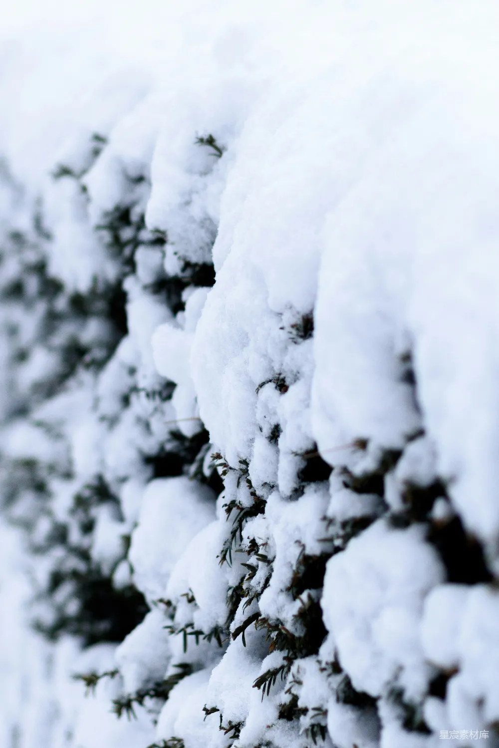 高清摄影 冬景 自然 雪景 松树 宁静 冬日松枝雪景