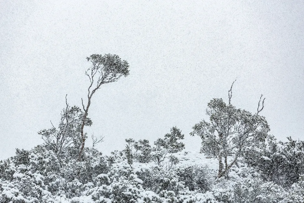 高清摄影 雪景 自然风光 冬季 孤独 宁静 雪中的孤独树