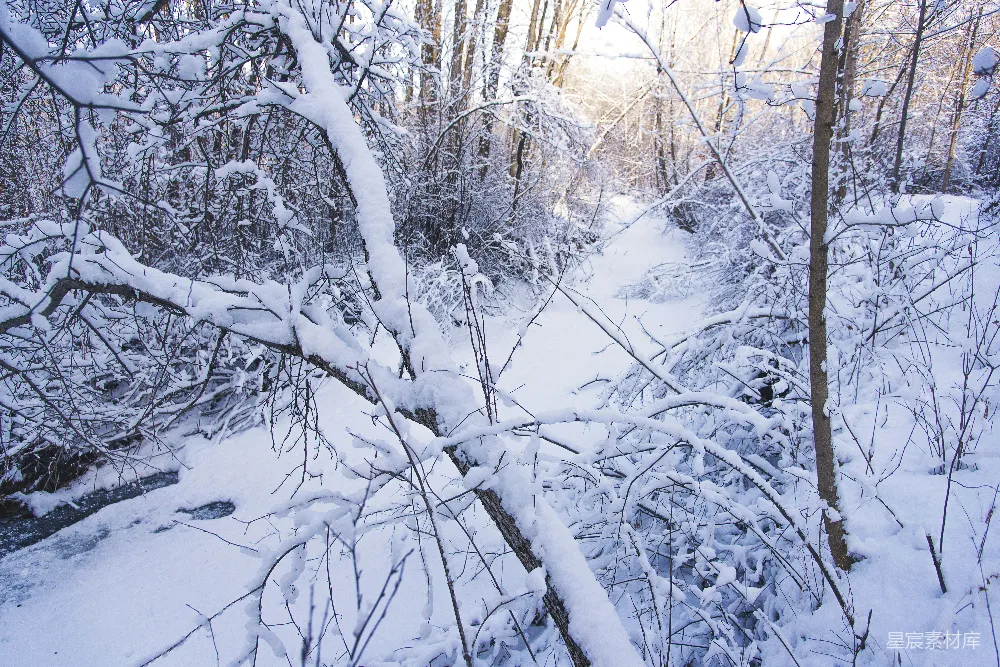 高清摄影 雪景 森林 自然 冬季 静谧 冬日雪景中的静谧森林