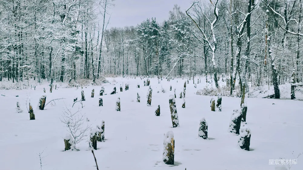 高清摄影 冬天 雪景 森林 自然 宁静 冬日雪林中的枯木