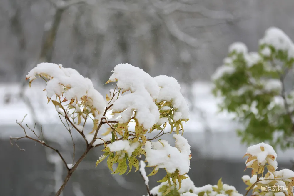高清摄影 雪景 自然 秋天 静谧 冬季 雪中的秋色
