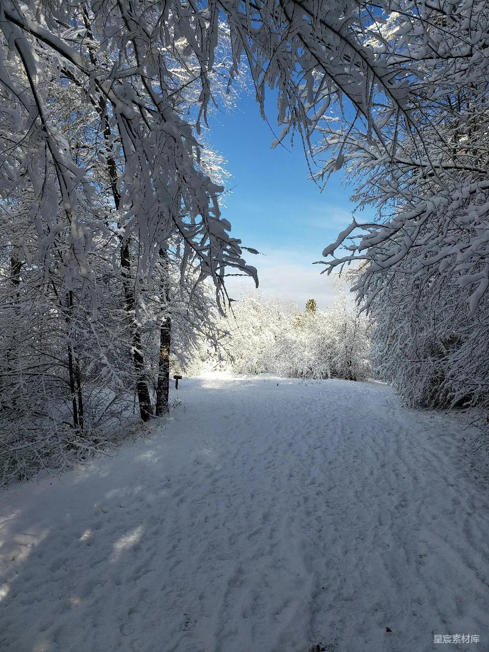 高清摄影 雪景 自然风光 冬季 森林 宁静 冬日雪景中的林间小路
