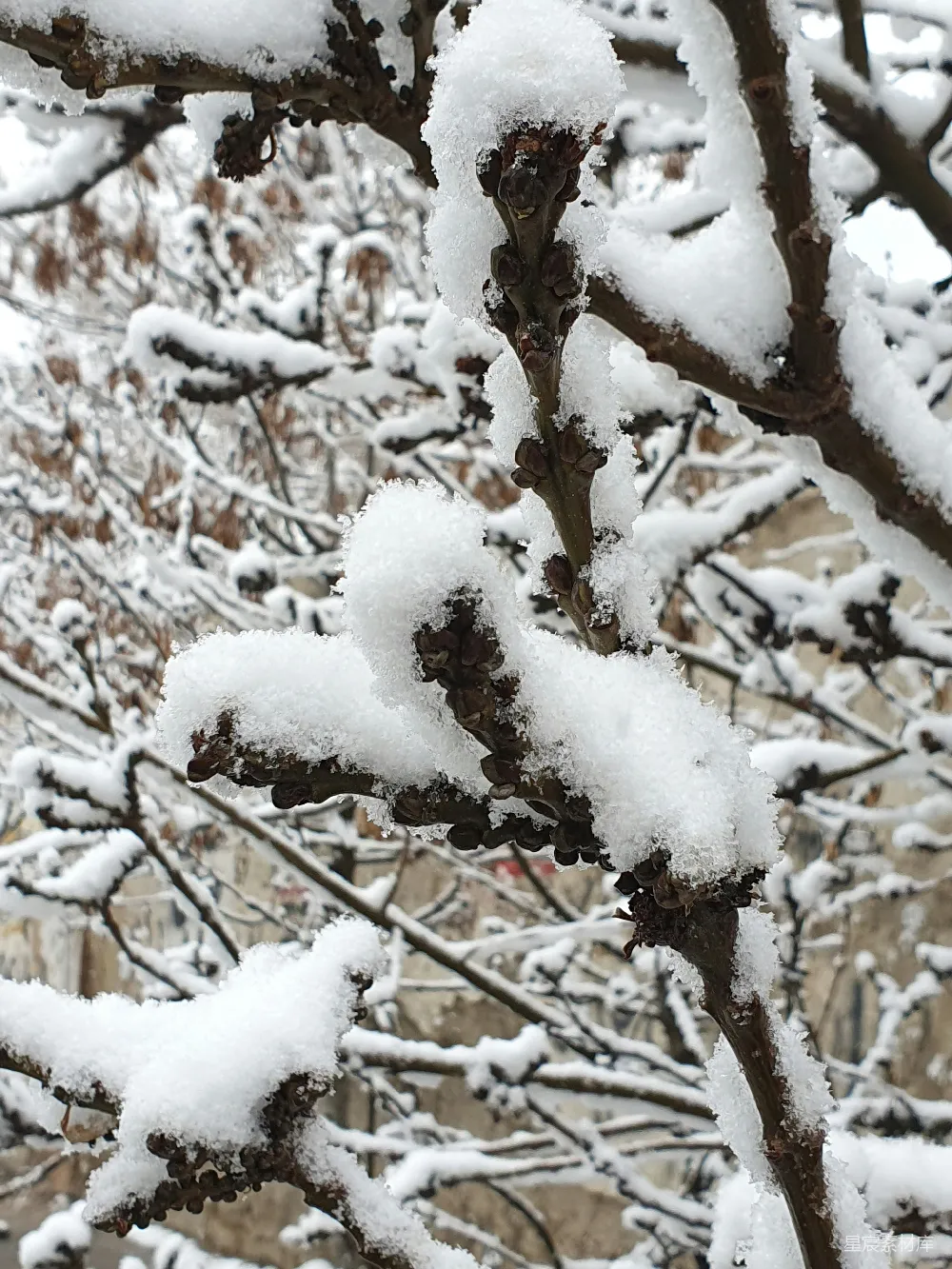 高清摄影 雪景 树枝 冬季 自然 静谧 冬日雪景中的树枝