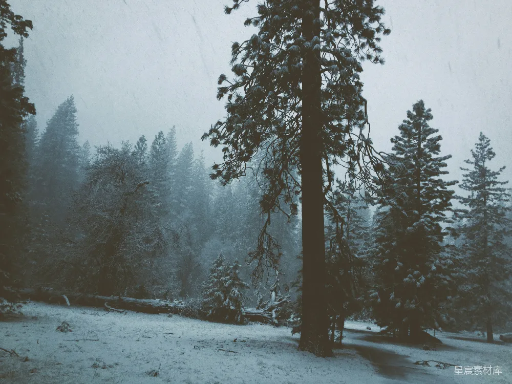 高清摄影 冬景 雪景 森林 自然 宁静 冬日雪景中的松树