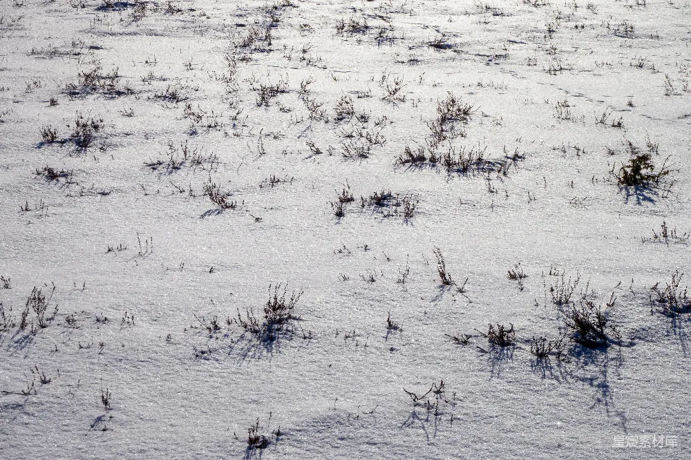 高清摄影 雪地 冬季 自然 冷色调 宁静 雪地上的枯草