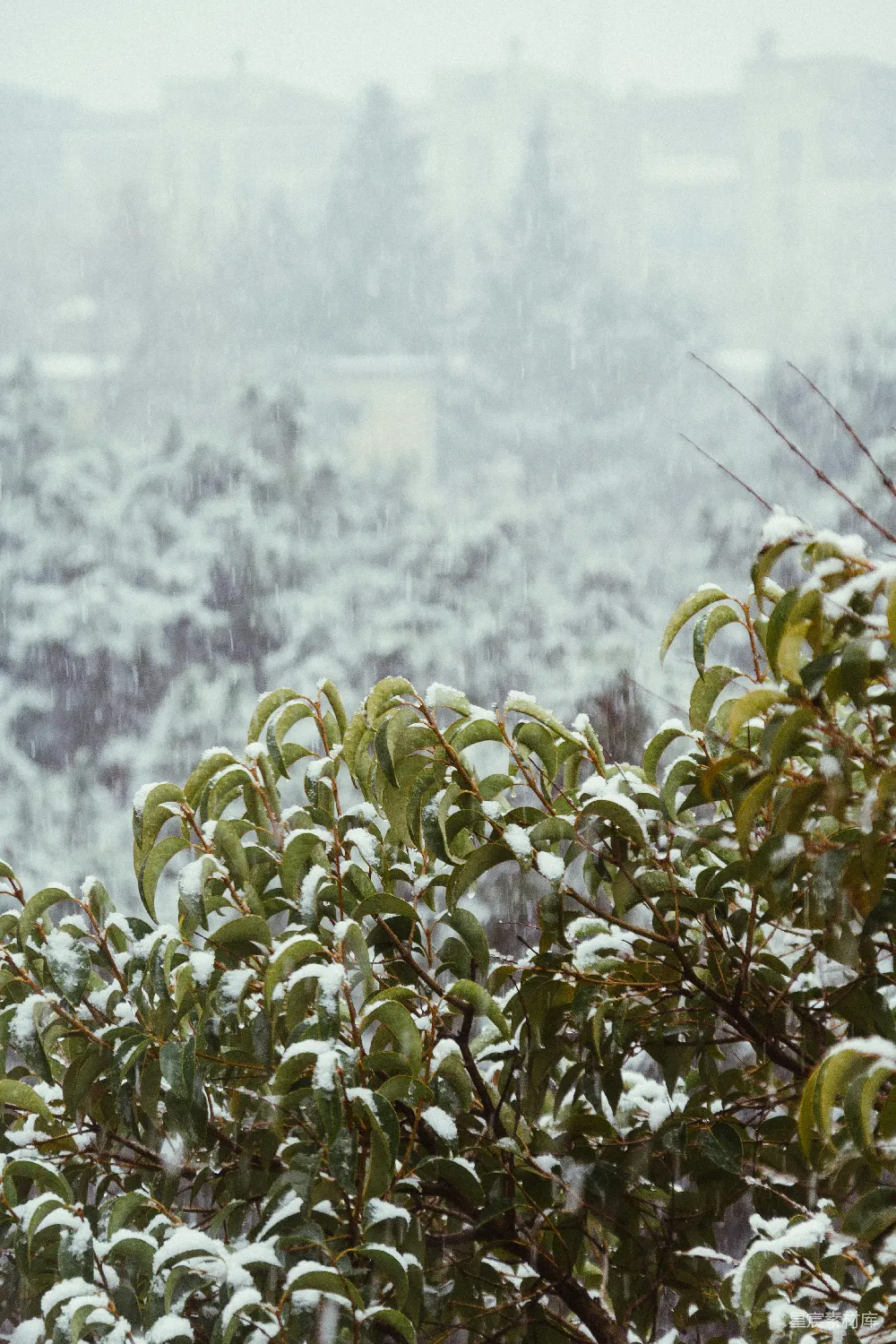 高清摄影 雪景 自然 冬季 植物 静谧 雪中绿叶