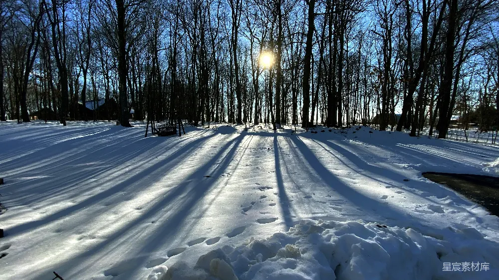 高清摄影 冬日 森林 阳光 雪地 自然 冬日森林的阳光与阴影