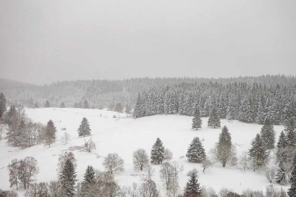 高清摄影 雪景 森林 冬季 自然风光 宁静 冬日雪景中的松树林