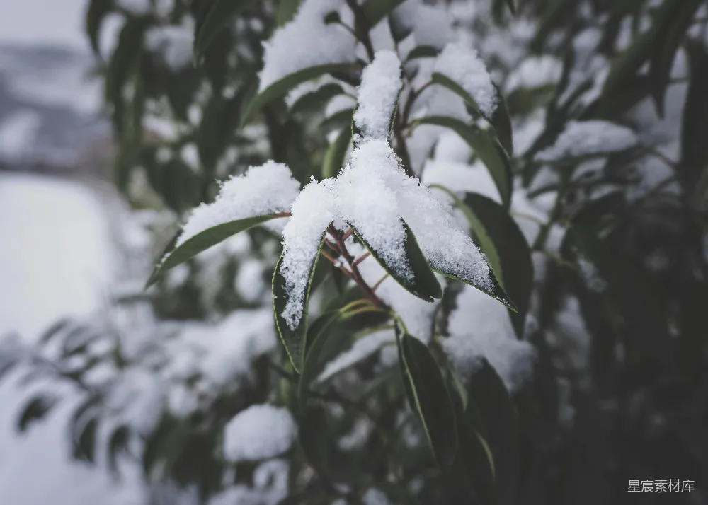 高清摄影 雪景 自然 冬日 植物 清新 雪中绿叶