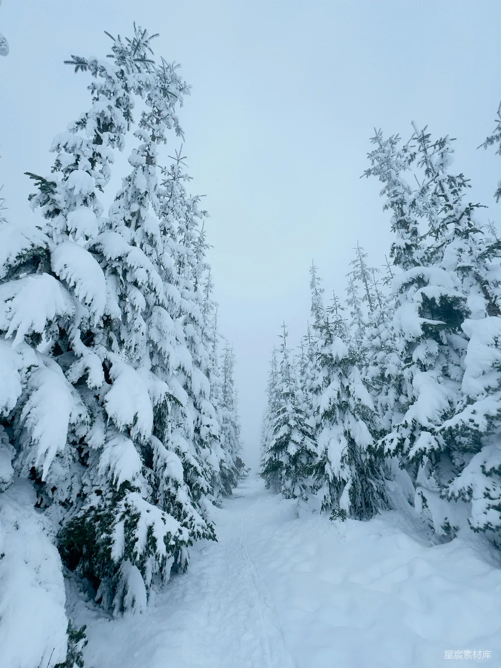 高清摄影 雪景 冬季 自然 森林 宁静 冬日雪林小径