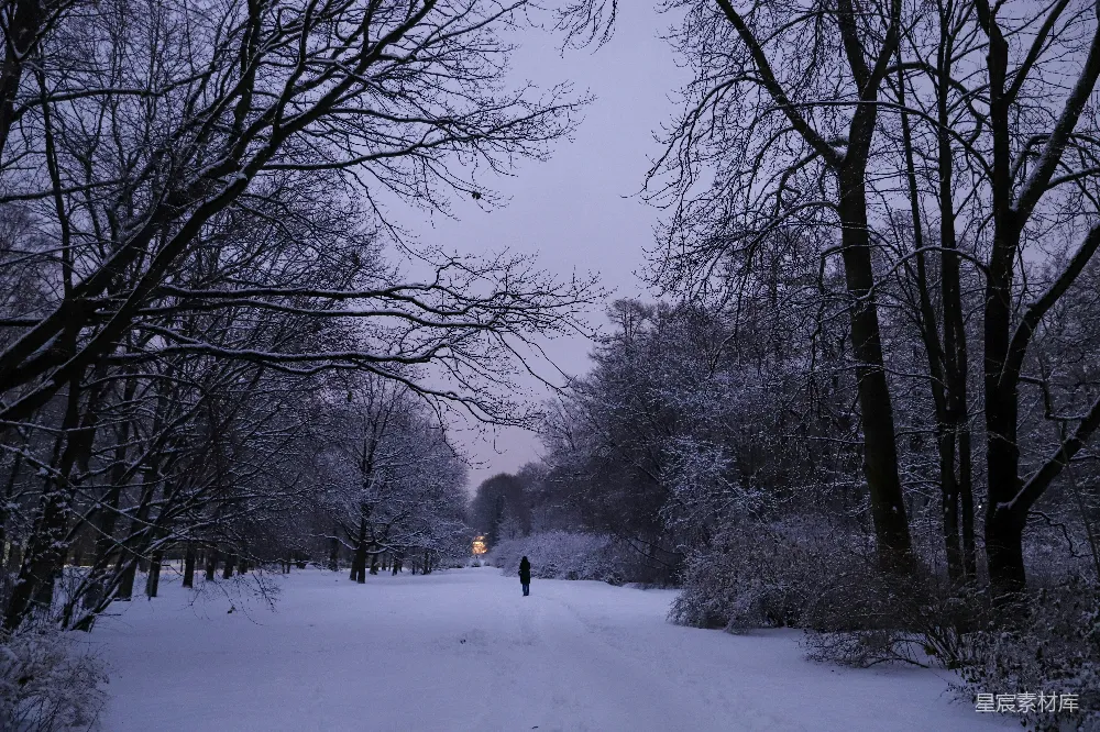 高清摄影 雪景 冬季 孤独 森林 自然 冬日雪景中的孤独漫步