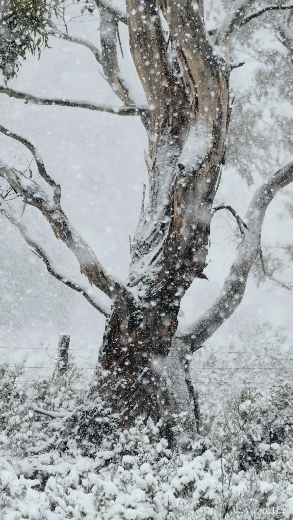 高清摄影 雪景 自然 冬季 树木 宁静 冬日雪景中的古树
