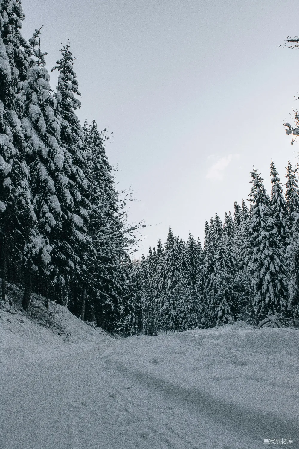 高清摄影 雪景 自然 冬季 森林 宁静 雪后的松树林