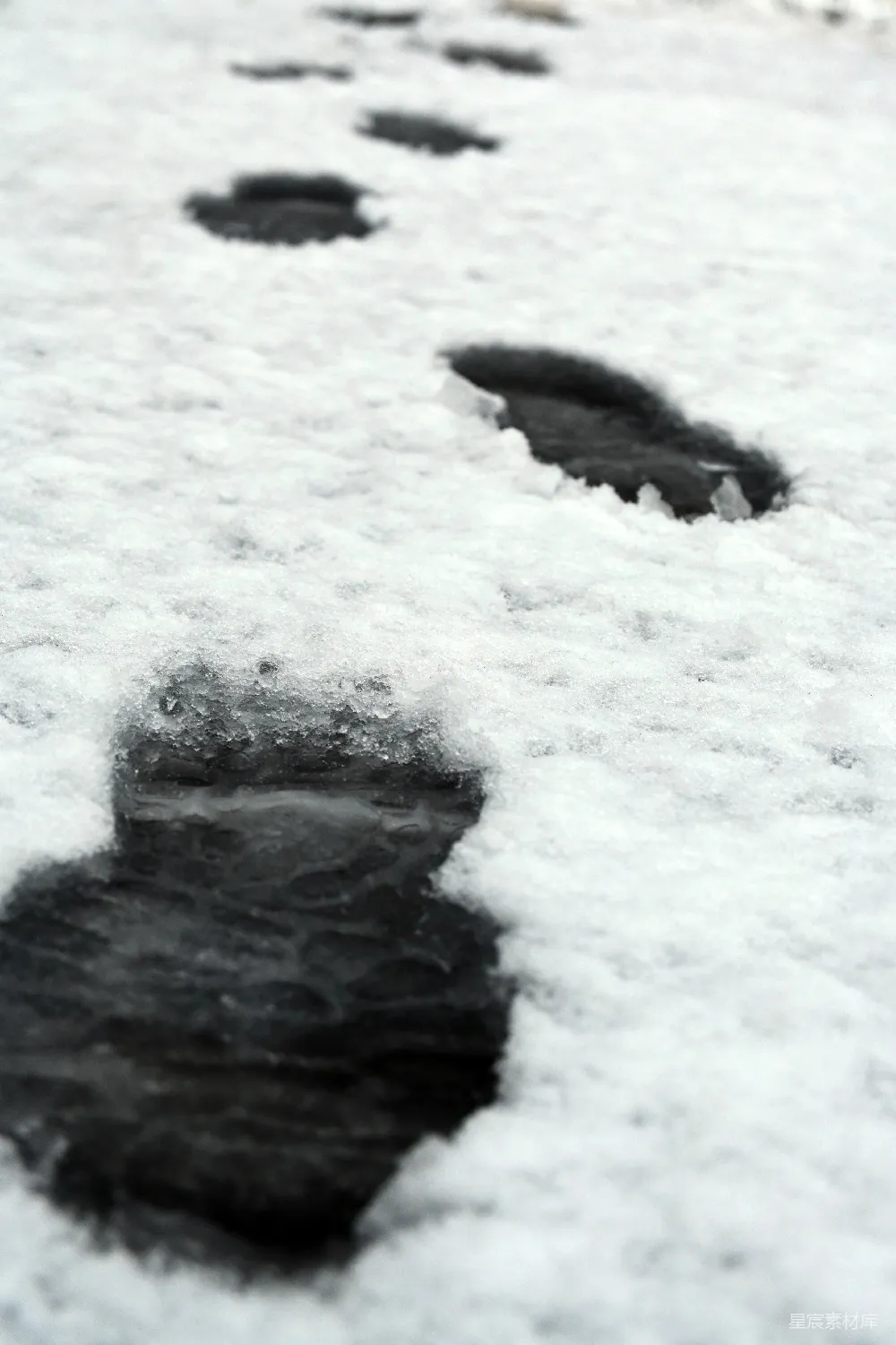 高清摄影 雪地 足迹 自然 冬日 户外 雪地上的足迹