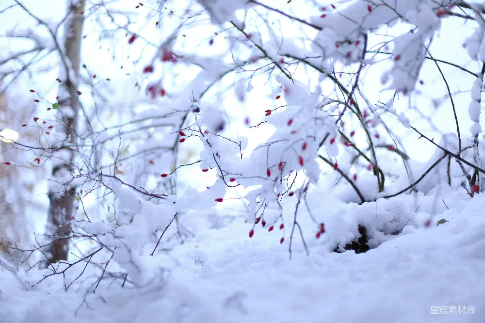 高清摄影 雪景 冬季 自然 冷色调 宁静 冬日雪景中的红色果实