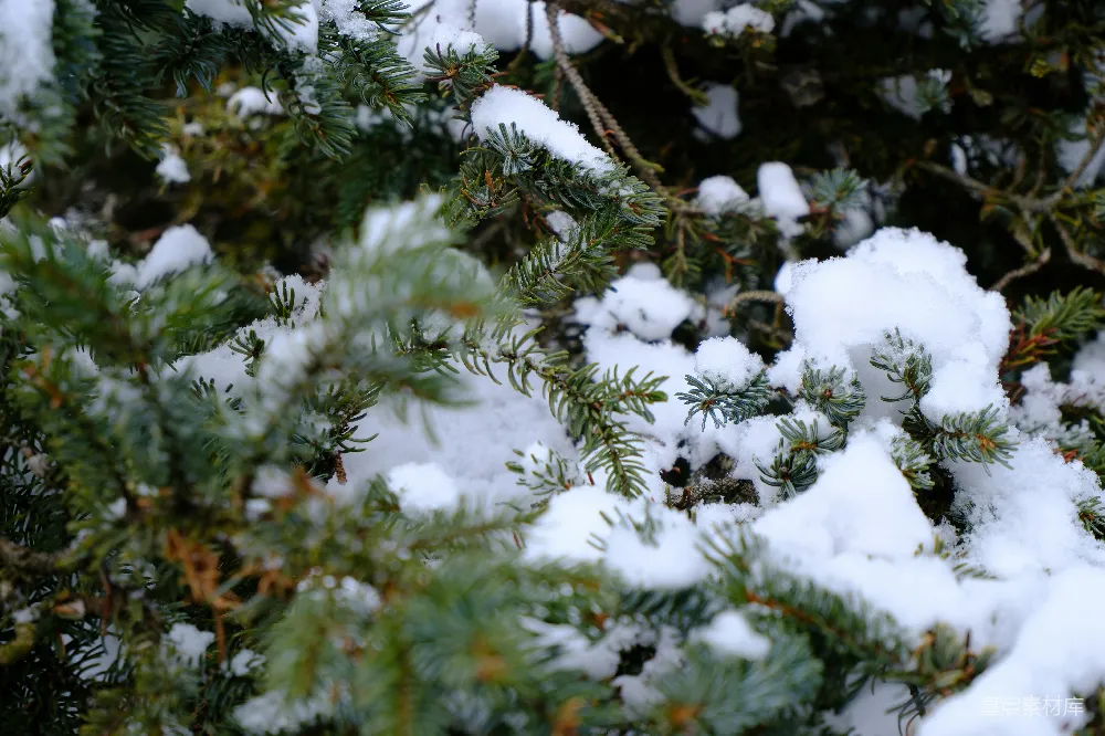 高清摄影 雪景 自然 松树 冬季 静谧 冬日松枝上的雪景