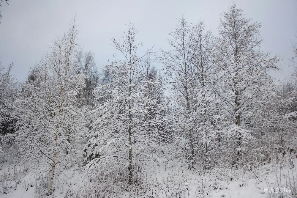 高清摄影 冬季 雪景 自然风光 森林 宁静 冬日雪景中的树木