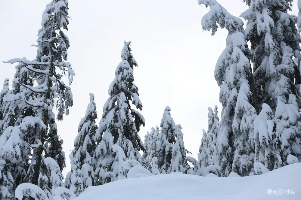 高清摄影 雪景 松树 宁静 自然 冬季 雪后松林的静谧之美
