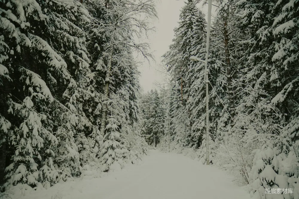 高清摄影 冬季 森林 雪景 宁静 自然 冬日森林小径