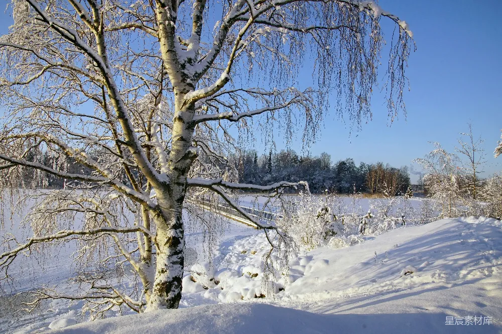 高清摄影 雪景 自然风光 冬季 寒冷 户外 冬日雪景中的垂柳