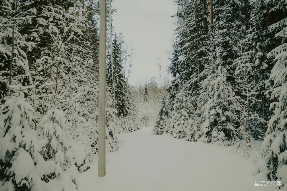 高清摄影 冬季 自然 雪景 森林 宁静 雪后的森林小径