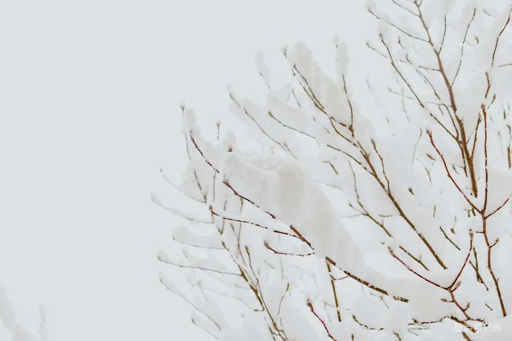 高清摄影 雪景 自然 冬季 宁静 户外 雪中的树枝