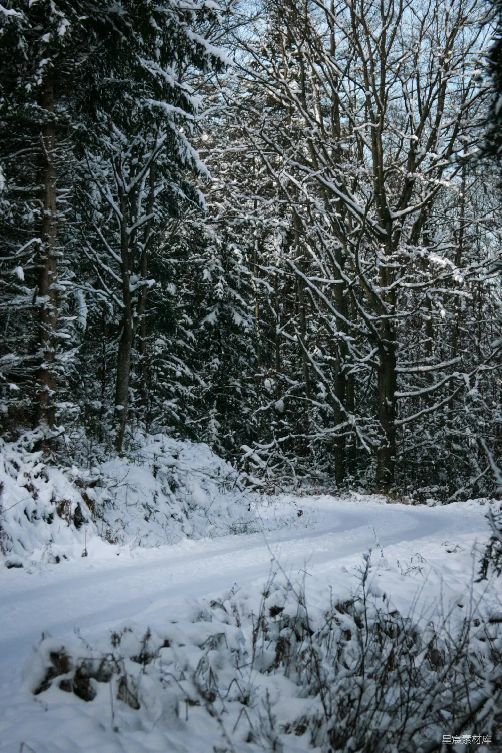 高清摄影 冬季 自然 森林 雪景 宁静 雪后的森林小径