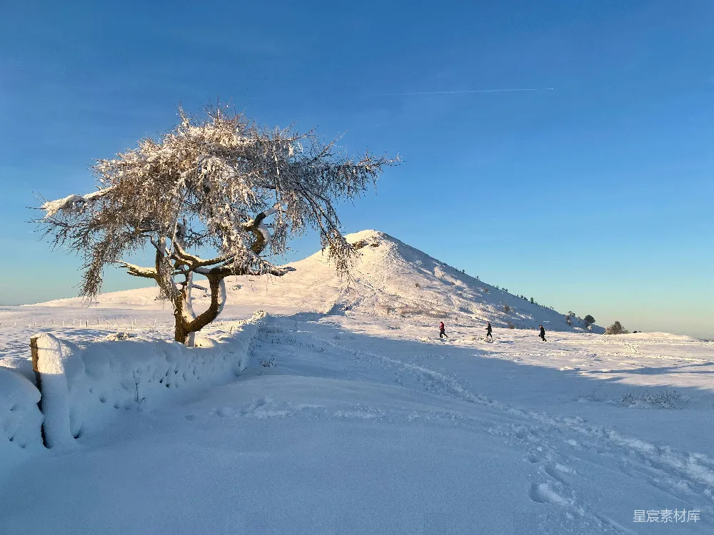 高清摄影 雪景 自然 冬季 户外 孤独 冬日雪景下的孤独树