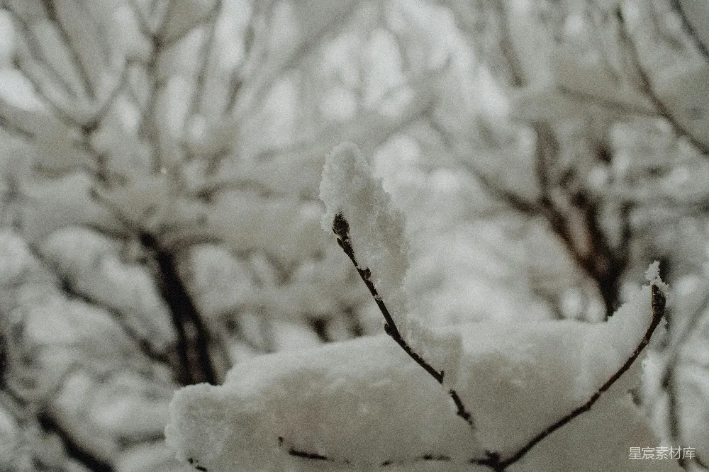 高清摄影 雪景 冬季 自然 静谧 冷色调 冬日雪景中的树枝