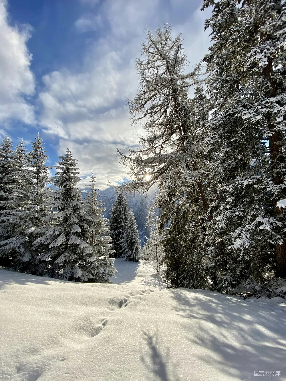 高清摄影 冬日 雪景 松树 自然 阳光 冬日雪景：阳光下的松林