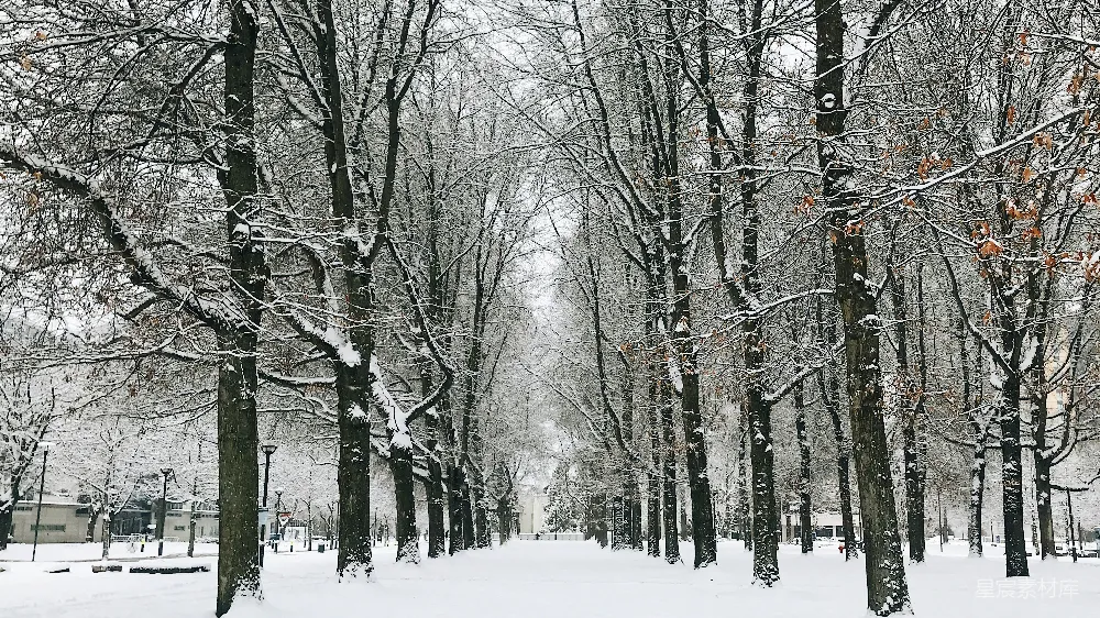 高清摄影 雪景 冬季 自然 公园 户外 雪后的林荫道